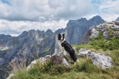 Bir Border Collie engin ve manzaralı bir manzaraya bakan kayalık bir dağ yolunda duruyor. Köpek uyarısı duruşu ve geniş peyzaj maceralı ortamı vurguluyor.