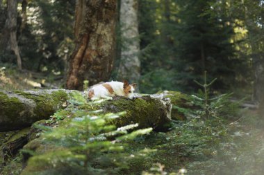 Jack Russell Terrier, sık bir ormanda, doğal güzelliklerle çevrili yosunlu bir kütüğün üzerinde duruyor. Köpek çevreye özen gösterir, açık havanın tadını çıkarır..