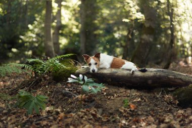 Jack Russell Terrier, yeşilliklerle çevrili bir ormandaki bir kütüğün üzerinde rahatça yatıyor. Köpek doğal ortamda huzurlu ve rahat görünüyor..