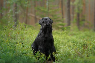 Bir Schnauzer sık bitki örtüsüyle çevrili bir ormanda hareketsiz durur. Köpeğin sakin tavrı, barışçıl çevreye karışıyor..
