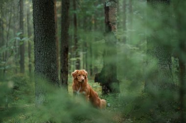 Yeşil Orman 'da Nova Scotia Duck Tolling Retriever Dog. Ormanda bir evcil hayvanla yürümek.