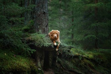 Yeşil Orman 'da Nova Scotia Duck Tolling Retriever Dog. Ormanda bir evcil hayvanla yürümek.