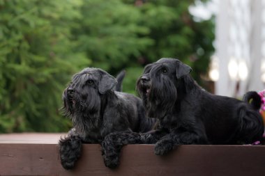 İki siyah Schnauzer yemyeşil bir orman bankında yan yana oturur, bakışları dikkatle ileriye bakar..