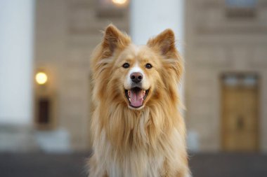 Uzun tüylü bir köpek tarihi bir binanın önünde gülümsüyor ve sıcak ışık onun özelliklerini vurguluyor. Köpeğin neşeli ifadesi resmi mimariyle çelişiyor..