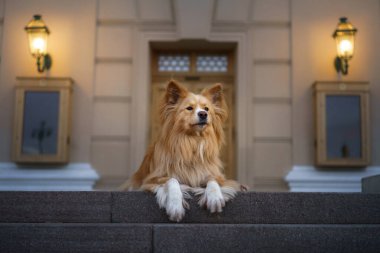 Uzun saçlı bir köpek bir binanın önündeki taş basamaklara uzanmış, sakin ve sakin görünüyor. Sahne, yapılandırılmış ortamda köpeğin barışçıl doğasını vurguluyor..