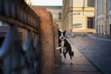 Sınır çoban köpeği, tuhaf bir ifadeyle şehrin korkuluklarında arka ayakları üzerinde duruyor. Köpek duruşu ve şehir arkaplanı dinamik ve canlı bir sahne yaratır..