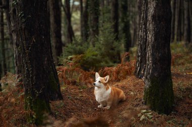 Ağaçlarla çevrili bir Corgi köpeği ormanda koşuyor. Köpek neşeli ve enerjik görünüyor, doğal ortamın tadını çıkarıyor..