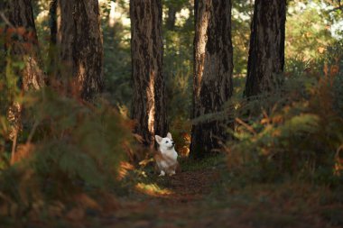 Ağaçlar ve çalılarla çevrili bir ormanda bir Corgi köpeği duruyor. Köpek uyanık ve odaklanmış görünüyor. Huzurlu doğal ortamın tadını çıkarıyor..
