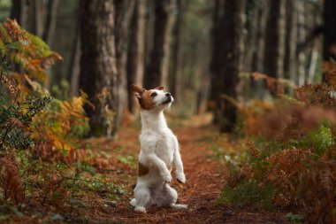 Jack Russell Terrier dog stands on its hind legs outdoors in the forest. The dog looks playful, surrounded by trees and soft autumn light. clipart