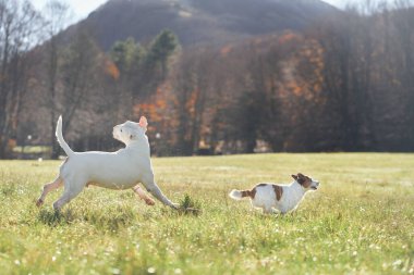 Bir Boğa Teriyeri ve bir Jack Russell Teriyeri ağaçlarla ve tepelerle dolu bir arazide yan yana koşuyorlar..