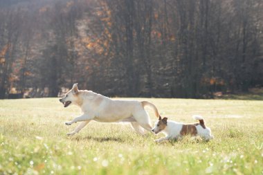 Bir Boğa Teriyeri ve bir Jack Russell Teriyeri birlikte ağaçların olduğu yeşil bir alanda koşuyorlar..