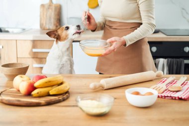 Bir Jack Russell Terrier mutfak tezgahının yanında yemek hazırlayan bir insanla etkileşime geçiyor. Tezgah yemek malzemeleri ve malzemelerle dolu..