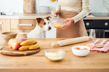 Bir Jack Russell Terrier mutfak tezgahından içeriği bir kaseye karıştıran bir insan olarak gözlemler. Tezgah meyve ve pişirme aletleriyle dolu..