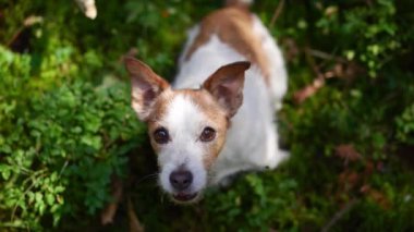 Bir Jack Russell Terrier ormanda dikiliyor ve yemyeşil bir arazinin ortasında tuhaf bir şekilde yukarı bakıyor. Doğal ortam ve köpeklerin meraklı ifadesi enerjisini ve uyanıklığını vurgular..