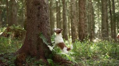 Jack Russell Terrier arka ayakları üzerinde duruyor, sık bir ormandaki ağaca bakıyor. Köpek meraklı duruş ve doğal ortamın içindeki bereketli duruş.