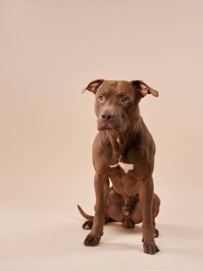 Kahverengi bir köpek bej arka planda sakince oturur, dikkatli ve odaklanmış görünür..
