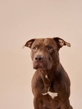 Kahverengi bir köpek tuhaf bir bakışla oturur, kafası bej bir arka plana hafifçe eğik..