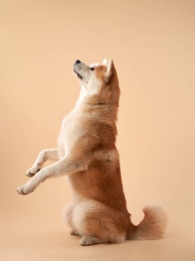 Bir Akita köpeği bej bir arka planda arka ayakları üzerinde oturur, dengesini ve itaatini gösterir. Köpek dikkatli ve eğitimli görünüyor..