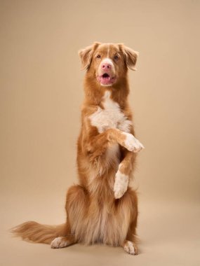 Bir Nova Scotia Duck Tolling Retriever stüdyo ortamında pençelerini kaldırmış bir şekilde yalvarıyor. Tarafsız arka plan, köpeğin oyuncu ve arkadaş canlısı karakterini geliştirir..