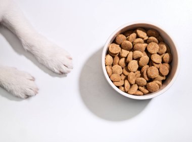 Beyaz arka planda Jack Russell Terrier patileri ve yemek kasesinin yakın plan fotoğrafı..