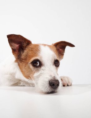 A Jack Russell Terrier rests its head on a white table, gazing softly into the distance. The dog relaxed posture adds a sense of calm to the portrait. clipart