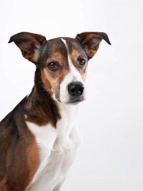 Beyaz bir arka plana karşı melez bir köpek oyuncu ve özenli doğasını gözler önüne seriyor..