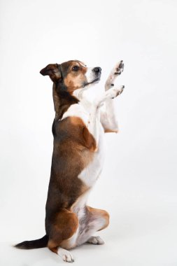 Melez bir köpek arka ayakları üzerinde durur beyaz bir arka plana karşı yalvarma pozisyonu, oyuncu ve özenli doğasını gösterir.