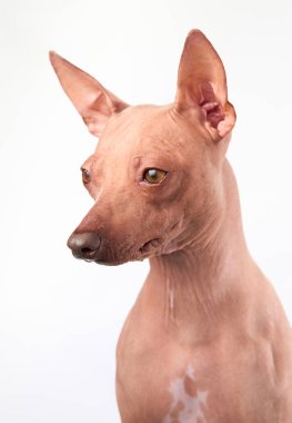 A focused American Hairless Terrier dog sits against a white background, staring directly at the camera. clipart