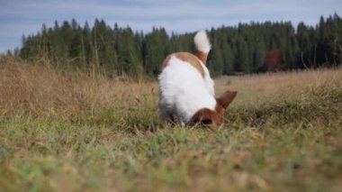 Bir Jack Russell Terrier açık bir alanda yeri koklar ve ilginç bir keşifte bulunur. Geniş alan ve köpek duruşu araştırma içgüdüsünü ön plana çıkarıyor..