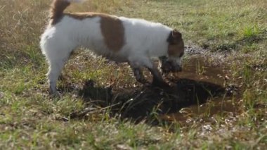 Bir Jack Russell Terrier, bir tarlada küçük bir su birikintisinin yanında kazıyor ve eğlenceli bir keşiften zevk alıyor. Islak çevre ve köpek enerjisi doğayla neşeli bir etkileşimi vurgular..