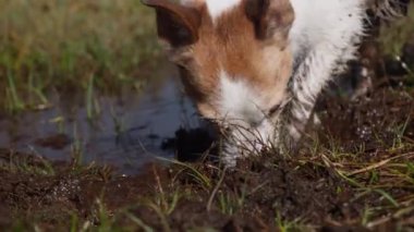 Bir Jack Russell Terrier tarlada çamurlu bir su birikintisinin etrafında dolaşıp yerdeki kokuları araştırıyor. Köpek duruşu ve çamurlu ortam doğal merakını yansıtıyor..