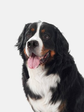 Beyaz arka planda oturan Bernese Dağ Köpeğinin portresi. Köpek dost canlısı ve sakin görünüyor..