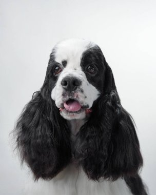 Siyah beyaz önlüklü Amerikalı bir Cocker Spaniel 'in yakın çekimi. Bakımlı, uzun kulaklı köpek tarafsız bir arkaplanda poz verir..