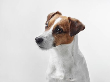 Beyaz bir arka plana karşı özenli ve odaklanmış bakışlı bir Jack Russell Terrier. Köpeğin ifadesi merak ve tetikte olduğunu gösterir..