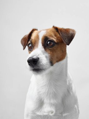 Beyaz arka planda sakin bir ifadeyle Jack Russell Terrier. Köpekler davranışları ve nazik bakışları portreye barışçıl bir hava kattı..