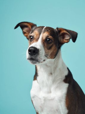 Dengeli bir melez köpek, yumuşak mavi bir zemin üzerinde poz verir, neşeli karakteri samimi bir anda yakalanır.