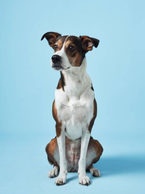 Melez bir köpek, sakin bir mavi arka plana karşı nazikçe oturur ve sakin bir zeka duygusu yayar.