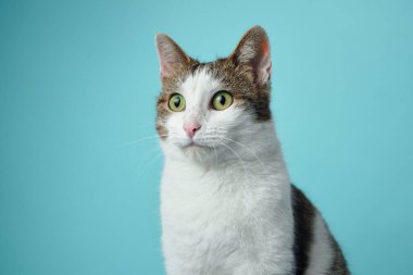 Canlı yeşil gözleri olan meraklı beyaz ve tekir bir kedi açık mavi bir arka plana dikkatle bakıyor..