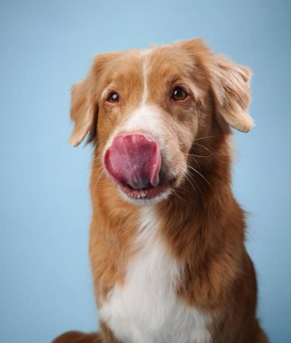 Bir Nova Scotia Duck Tolling Retriever, açık mavi arka planı ile dudaklarını yalarken yakalandı. Oyunculuk anı köpekle çelişiyor. Tipik sakin tavır..