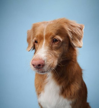 Nova Scotia Duck Tolling Retriever açık mavi bir arkaplan üzerine kurulu düşünceli bir ifadeyle yakalanır. Köpek sakinliği, basit ve sakin arka planla vurgulanır..
