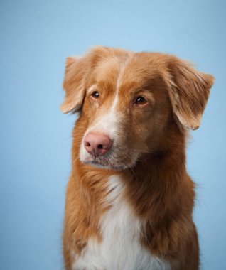 Bir Nova Scotia Duck Tolling Retriever, açık mavi bir arka planda sakince kameraya bakar. Köpek sakin ve sakin bir ifade ile huzurlu ve dengeli bir portre oluşturur..