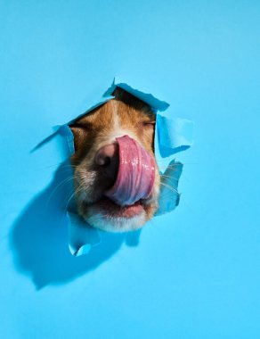 Bir Nova Scotia Duck Tolling Retriever dilini mavi bir arka planda itiyor ve komik ve eğlenceli bir sahne yaratıyor. Köpek oyunculuğu portreye eğlenceli bir dokunuş katıyor..