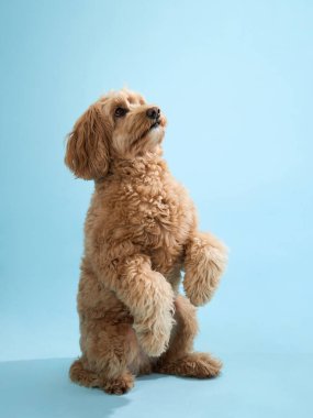 Kıvırcık kürklü bir Labradoodle arka ayakları üzerinde duruyor ve yukarı bakıyor, açık mavi bir arka planda..