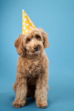 Kıvırcık kürklü bir Labradoodle mavi arka planda sarı bir parti şapkası takıyor..