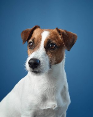 Mavi arka planda bir Jack Russell Terrier portresi. Köpeğin meraklı ifadesi ve uyanık kulakları keskin bir odak noktasında yakalanır..