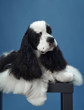 Siyah kulaklı Amerikalı bir Cocker Spaniel mavi arka planda bir taburede yatıyor. Köpekler rahat duruş ve parlak palto stüdyonun yakaladığı sakin bir anı yaratır..