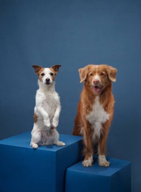 A Jack Russell Terrier and a Nova Scotia Duck Tolling Retriever dogs sit on blue boxes, posing against a matching blue background clipart