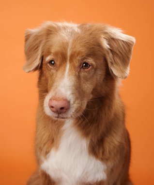 Bir Nova Scotia Duck Tolling Retriever, turuncu bir arka plan üzerinden doğrudan kameraya bakarak sakin ve sakin bir yüz ifadesi sergiler. Bu hareketli arkaplan köpeğin rahat tavırlarını tamamlıyor..