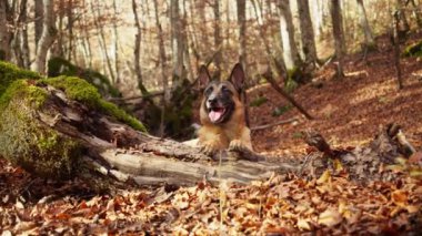 Bir Malinois, sonbahar yapraklarıyla çevrili sık bir ormandaki yosunlu bir kütüğün üzerinde yatar. Köpeğin doğal yapısı ve rahat duruşu rahat ve sade atmosferi güçlendirir..