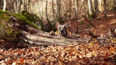 Bir Malinois, sonbahar yapraklarıyla kaplı yosunlu bir orman zemininde uzanır ve doğal çevreyle harmanlanır. Köpekler rahat bir poz veriyor ve mevsimsel ortam huzur ve uyum hissi veriyor..